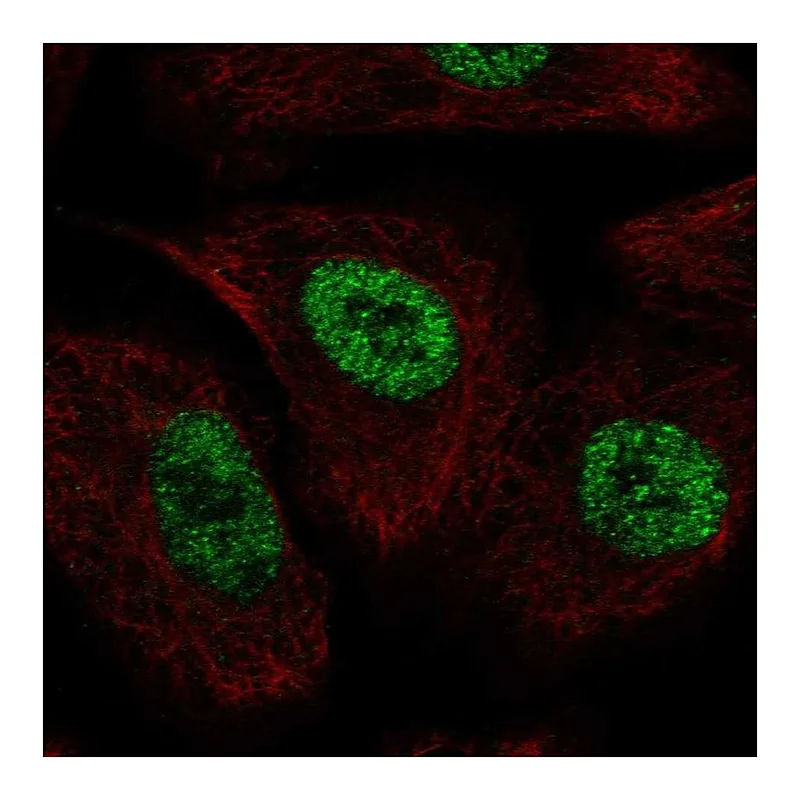 Atlas Antibodies Anti-TLE1 Antibody