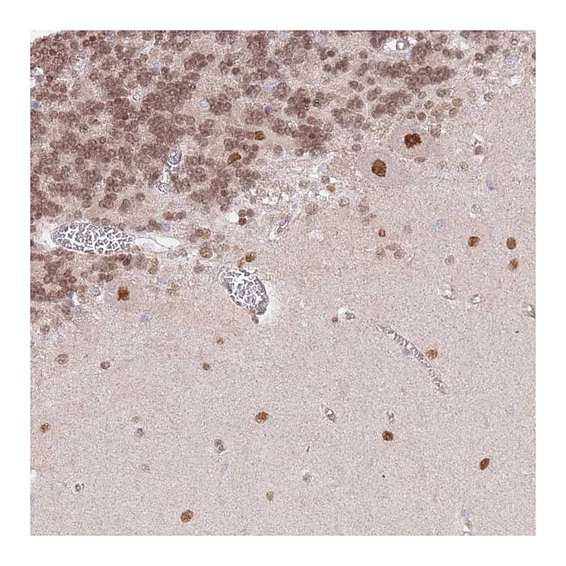 Atlas Antibodies Anti-TLE2 Antibody