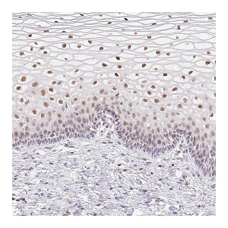 Atlas Antibodies Anti-TLE3 Antibody