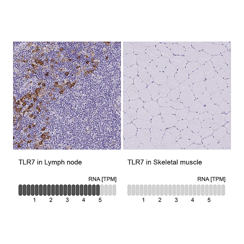 Atlas Antibodies Anti-TLR7 Antibody