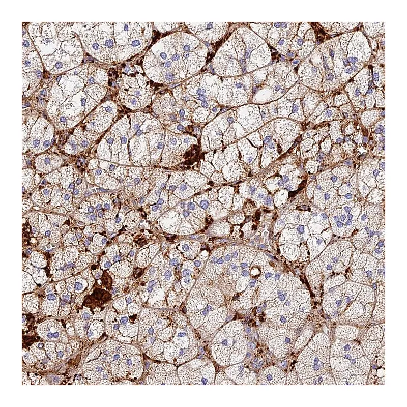 Atlas Antibodies Anti-TLX2 Antibody