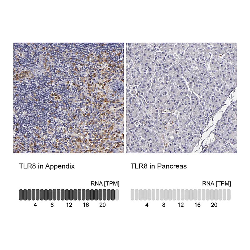 Atlas Antibodies Anti-TLR8 Antibody