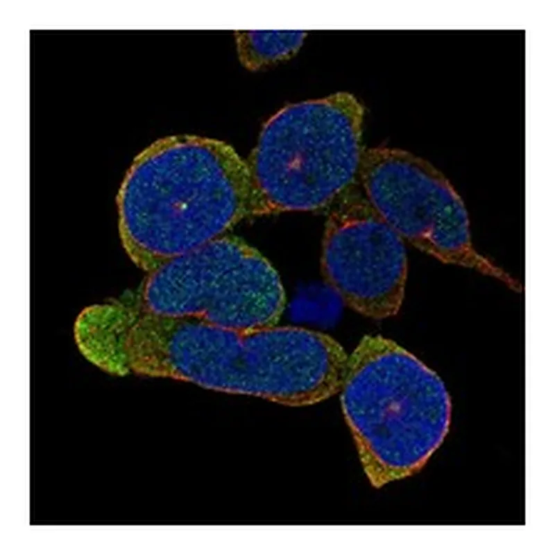 Atlas Antibodies Anti-TLR10 Antibody