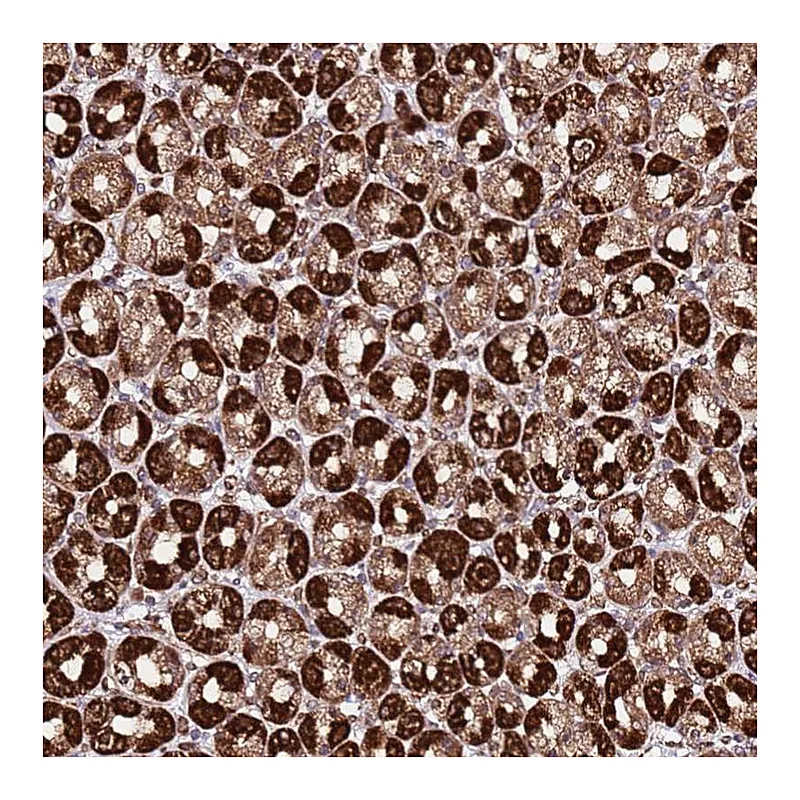 Atlas Antibodies Anti-TM2D2 Antibody