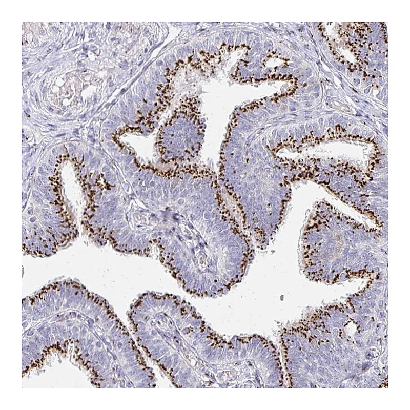 Atlas Antibodies Anti-TM9SF1 Antibody
