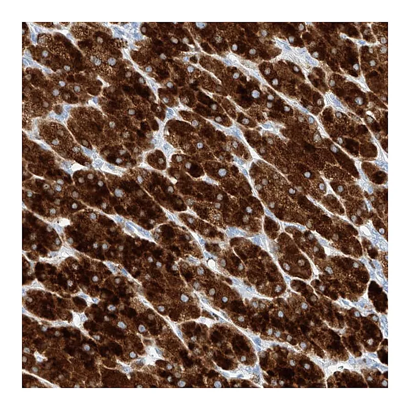 Atlas Antibodies Anti-TM7SF2 Antibody
