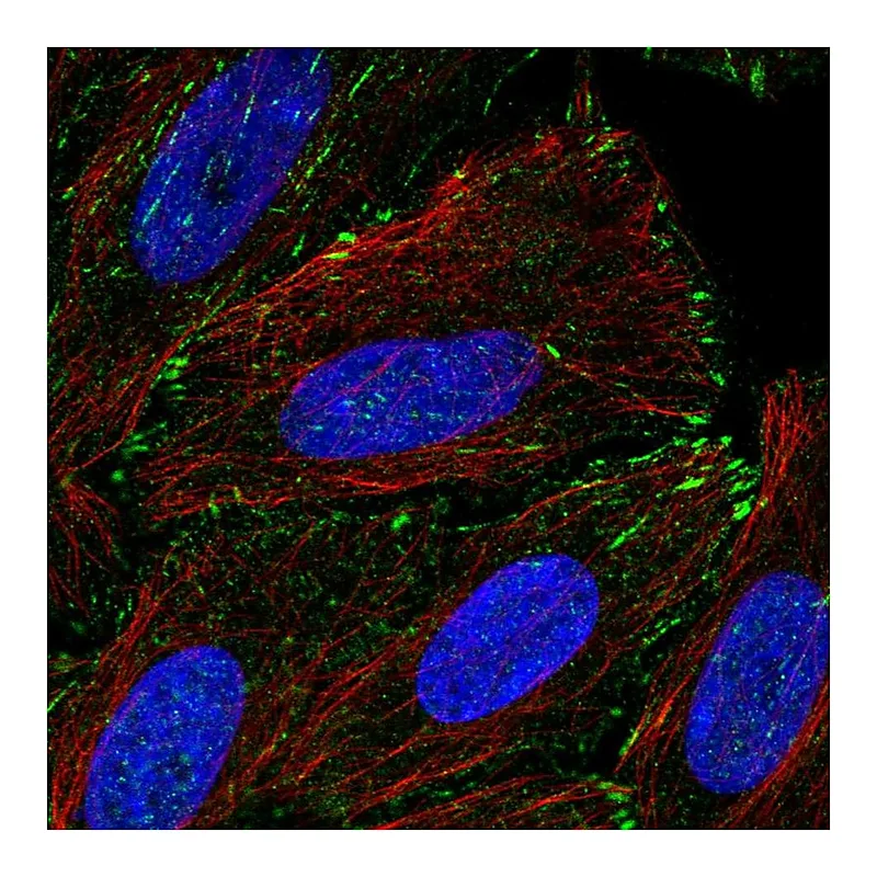 Atlas Antibodies Anti-TM4SF20 Antibody