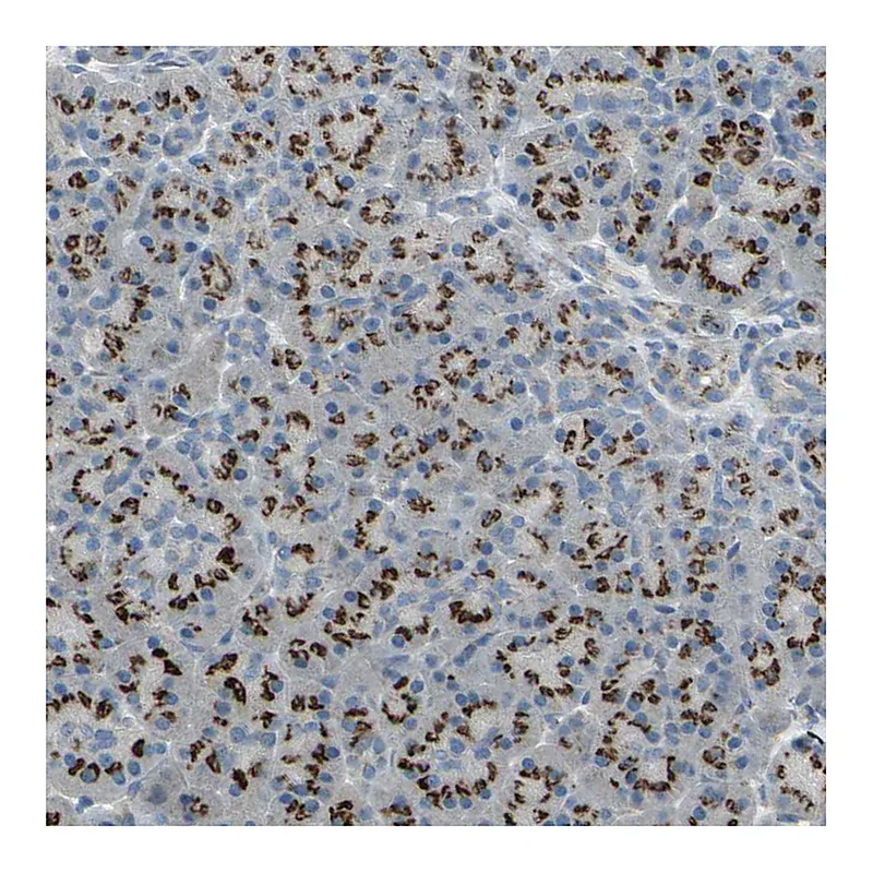 Atlas Antibodies Anti-TM9SF2 Antibody