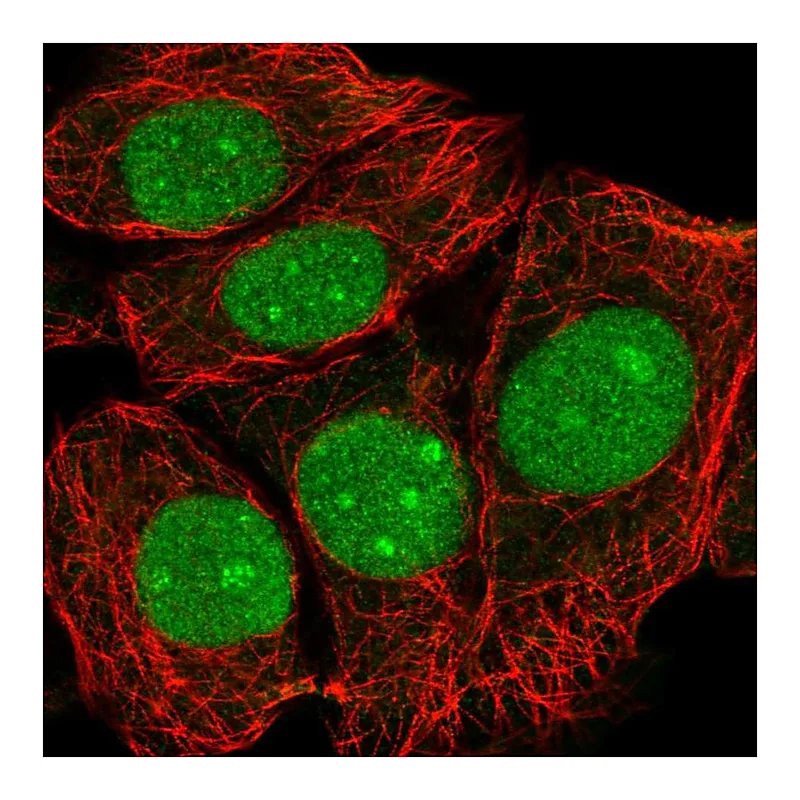 Atlas Antibodies Anti-TMA16 Antibody