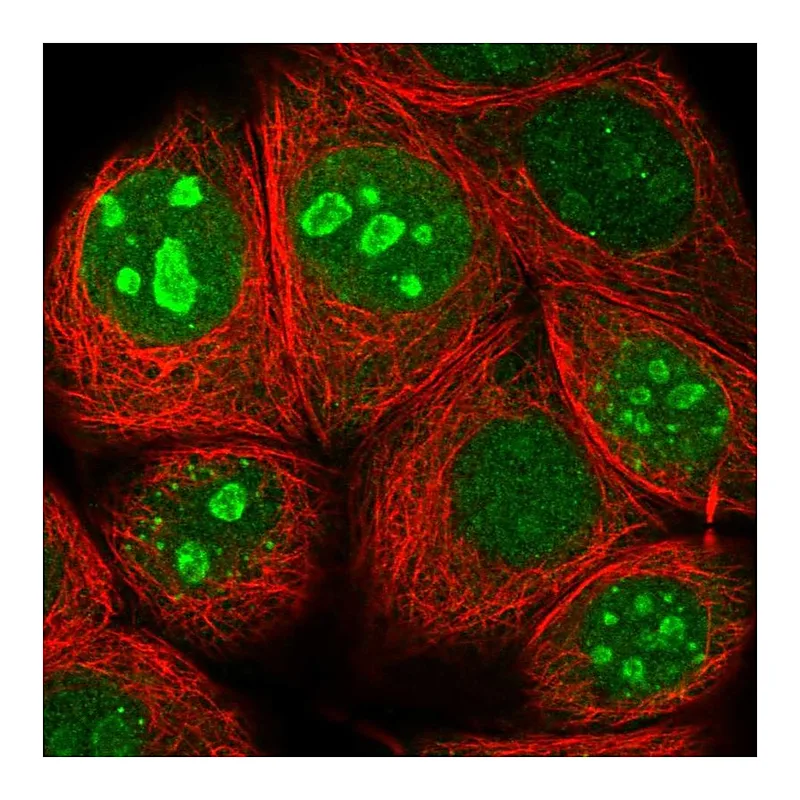 Atlas Antibodies Anti-TMA7 Antibody