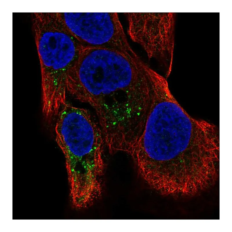 Atlas Antibodies Anti-TMBIM1 Antibody