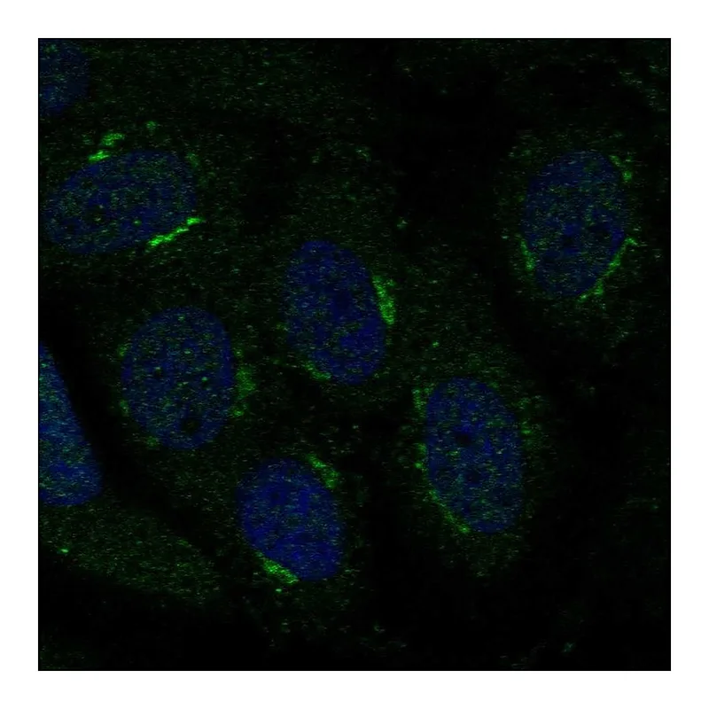 Atlas Antibodies Anti-TMBIM4 Antibody