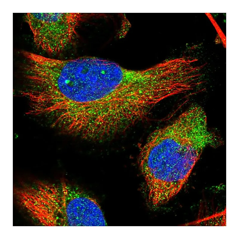 Atlas Antibodies Anti-TMC3 Antibody