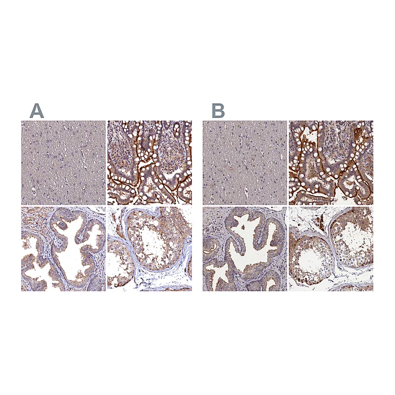 Atlas Antibodies Anti-TMC5 Antibody