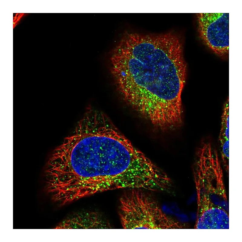 Atlas Antibodies Anti-TMC7 Antibody