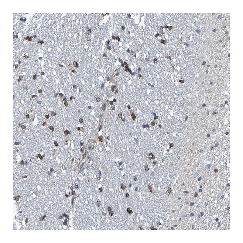 Atlas Antibodies Anti-TMCC3 Antibody
