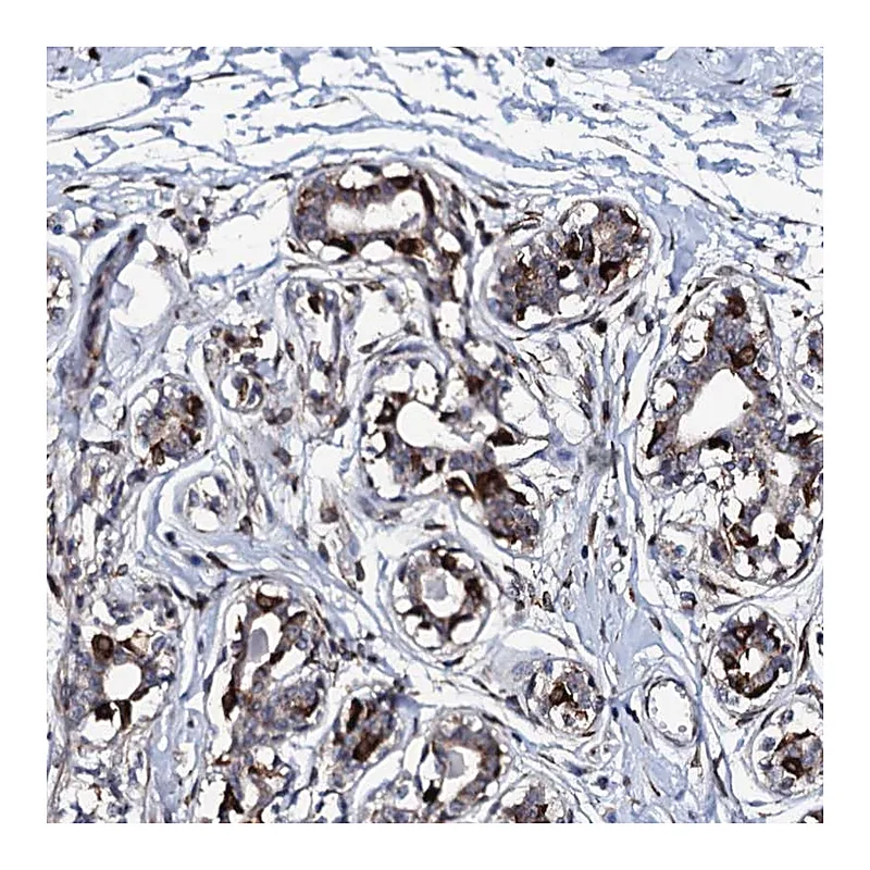 Atlas Antibodies Anti-TMCO3 Antibody