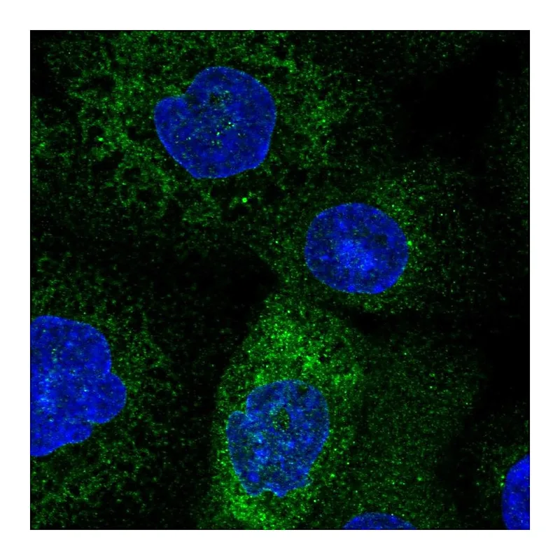 Atlas Antibodies Anti-TMCO1 Antibody