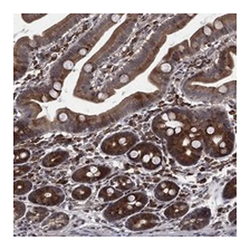 Atlas Antibodies Anti-TMCO1 Antibody