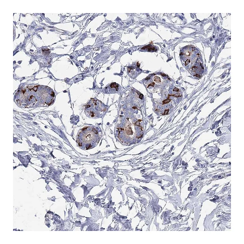 Atlas Antibodies Anti-TMCO3 Antibody
