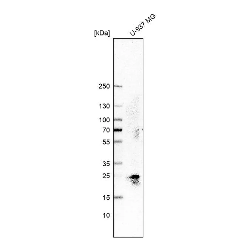Atlas Antibodies Anti-TMED3 Antibody