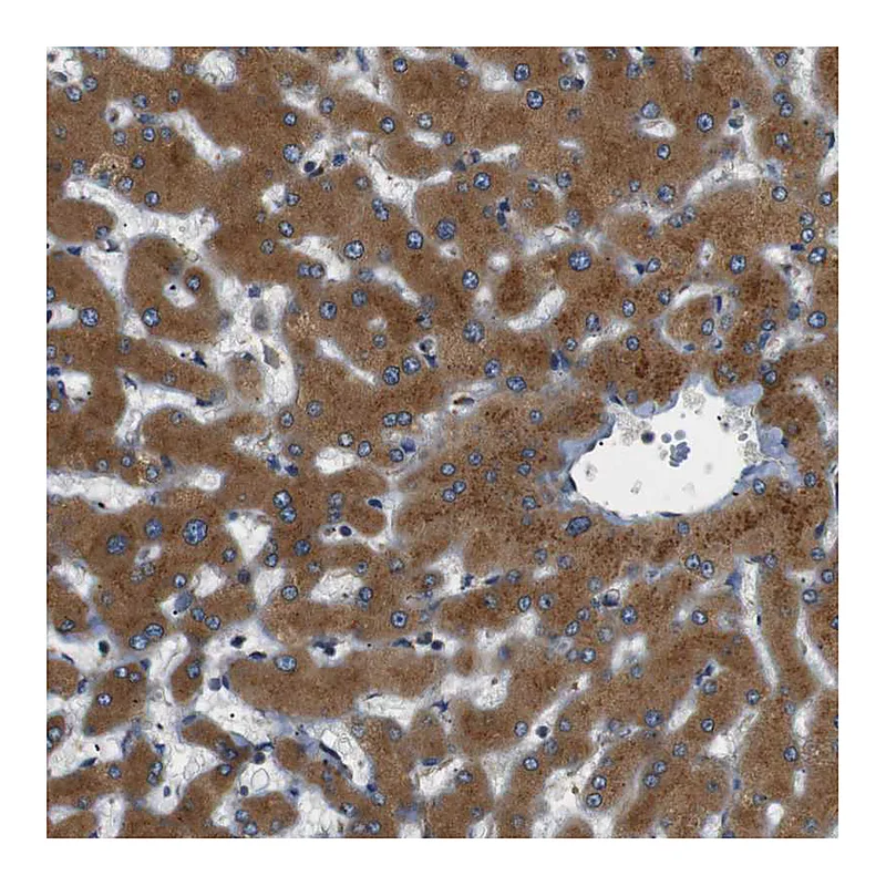 Atlas Antibodies Anti-TMED2 Antibody