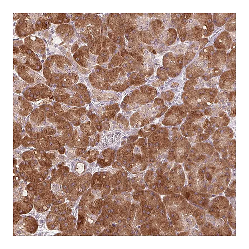 Atlas Antibodies Anti-TMED6 Antibody