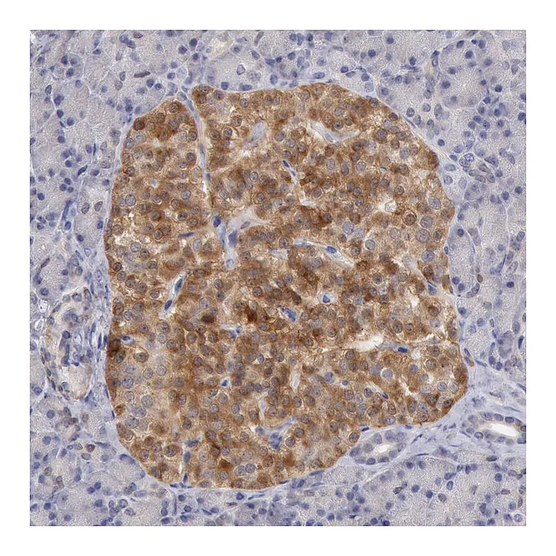 Atlas Antibodies Anti-TMED8 Antibody