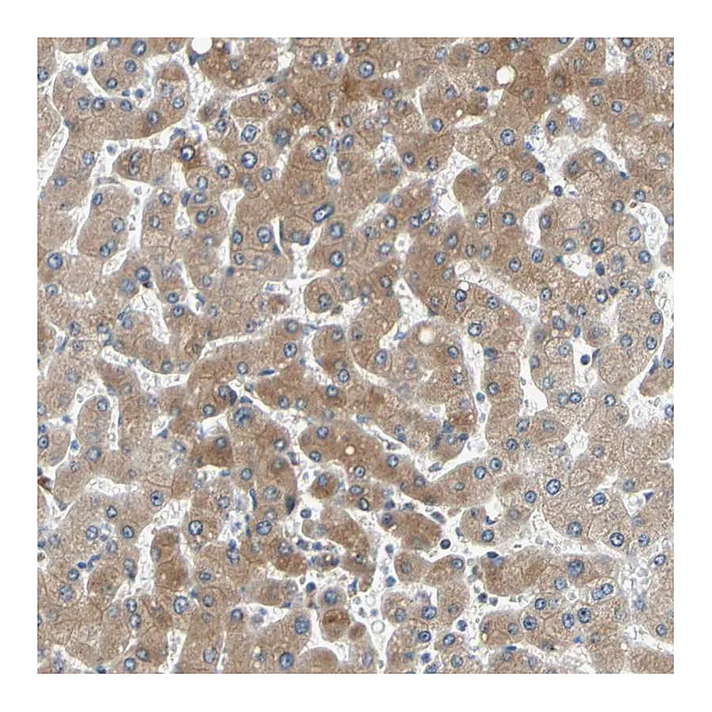 Atlas Antibodies Anti-TMED7 Antibody