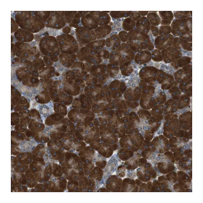 Atlas Antibodies Anti-TMED9 Antibody