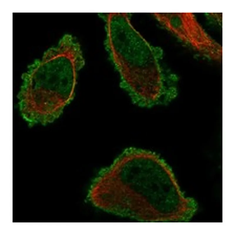 Atlas Antibodies Anti-TMEM101 Antibody