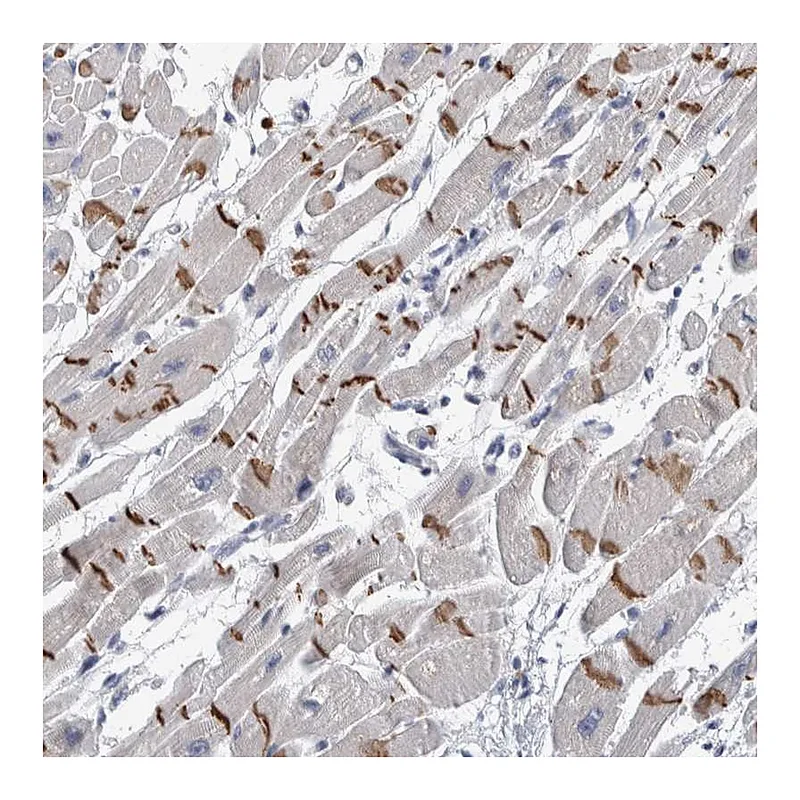 Atlas Antibodies Anti-TMEM102 Antibody