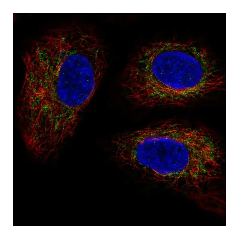 Atlas Antibodies Anti-TMEM11 Antibody
