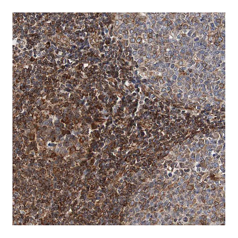 Atlas Antibodies Anti-TMEM109 Antibody