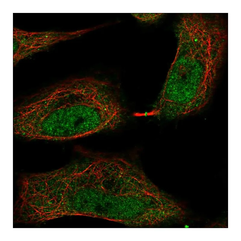 Atlas Antibodies Anti-TMEM107 Antibody