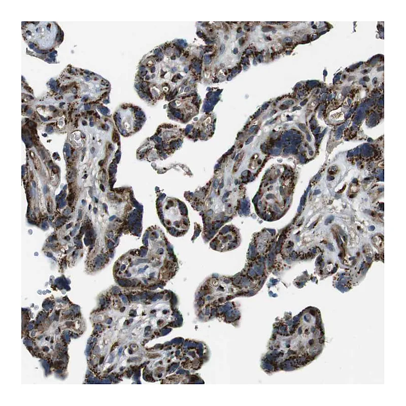 Atlas Antibodies Anti-TMEM115 Antibody