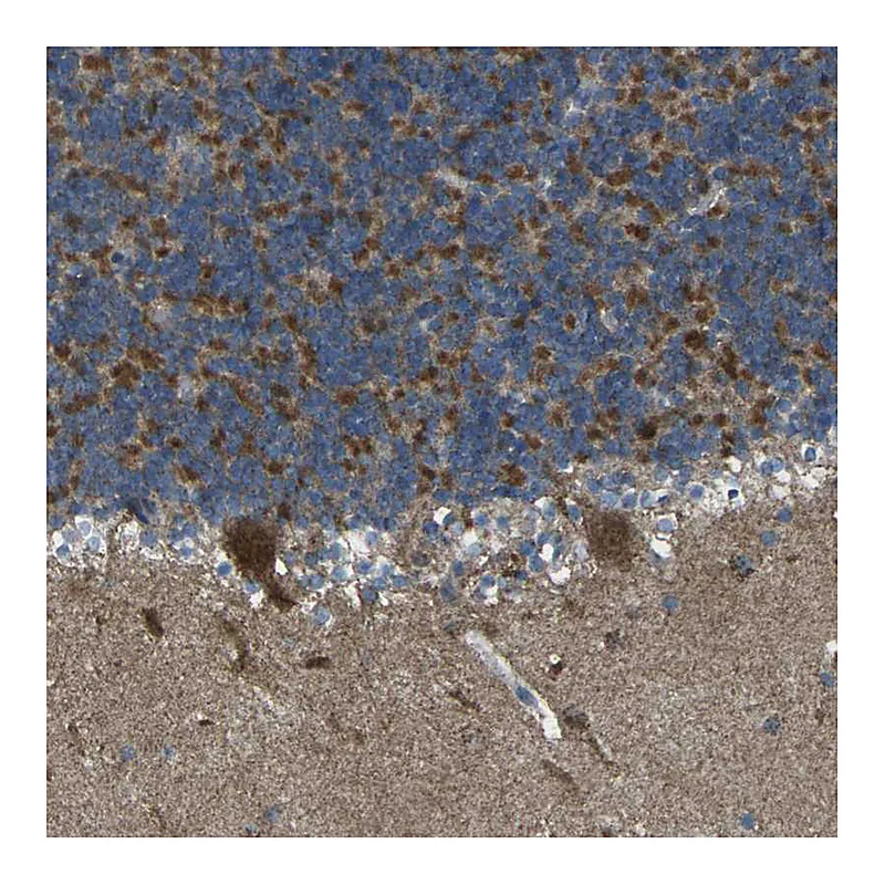 Atlas Antibodies Anti-TMEM120B Antibody