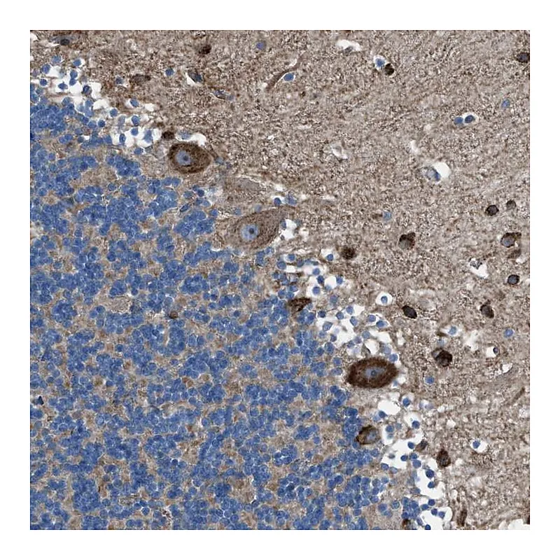 Atlas Antibodies Anti-TMEM126B Antibody