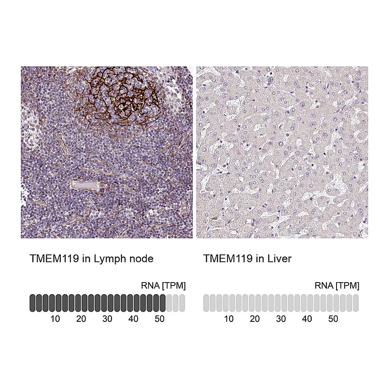 Atlas Antibodies Anti-TMEM119 Antibody