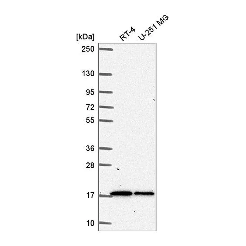 Atlas Antibodies Anti-TMEM133 Antibody
