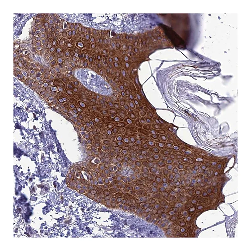 Atlas Antibodies Anti-TMEM134 Antibody