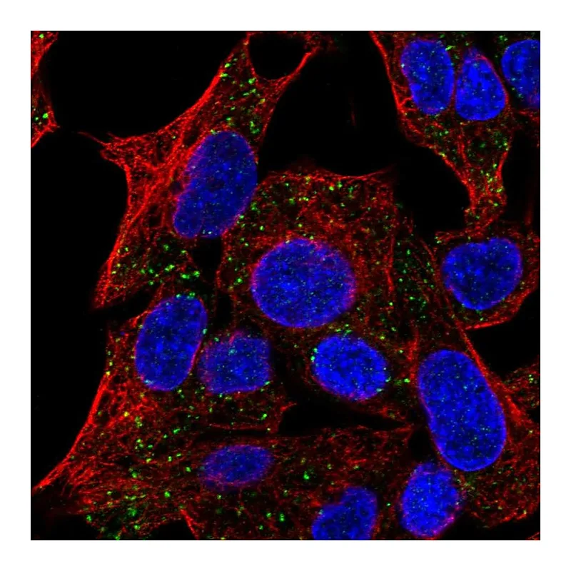 Atlas Antibodies Anti-TMEM135 Antibody