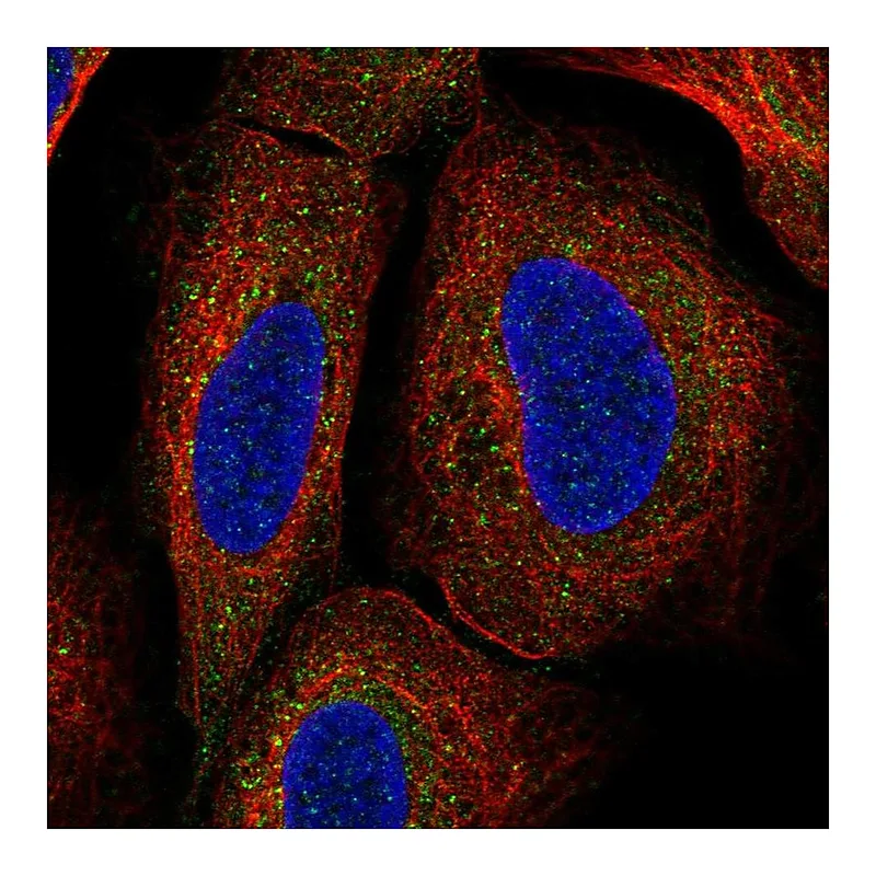 Atlas Antibodies Anti-TMEM136 Antibody