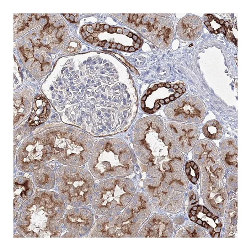 Atlas Antibodies Anti-TMEM139 Antibody