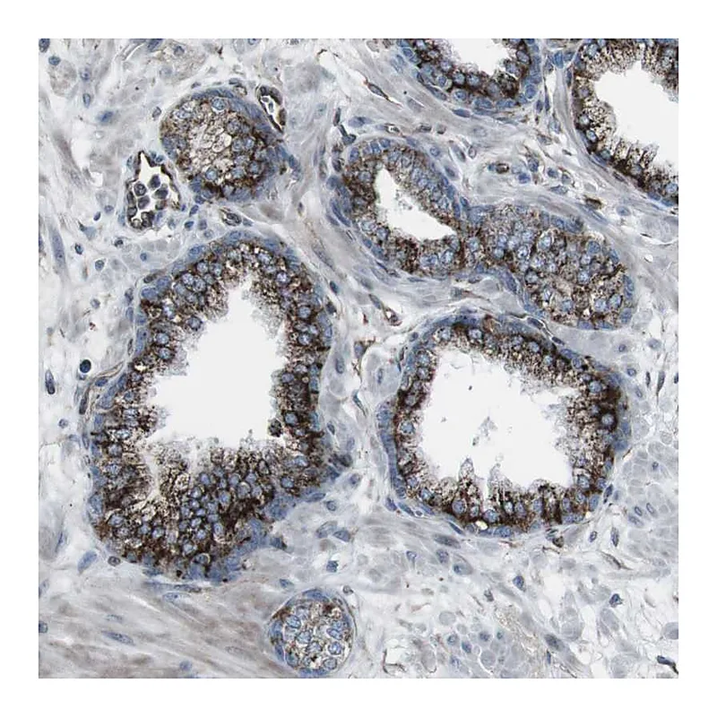 Atlas Antibodies Anti-TMEM141 Antibody