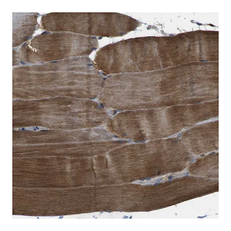 Atlas Antibodies Anti-TMEM143 Antibody