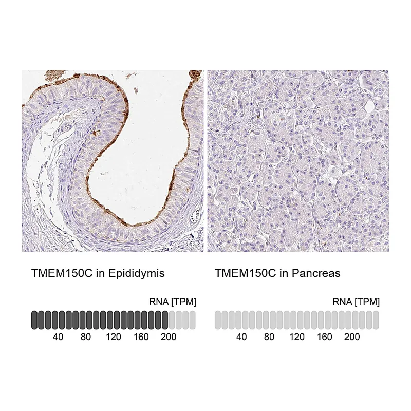 Atlas Antibodies Anti-TMEM150C Antibody