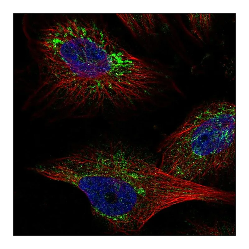 Atlas Antibodies Anti-TMEM141 Antibody