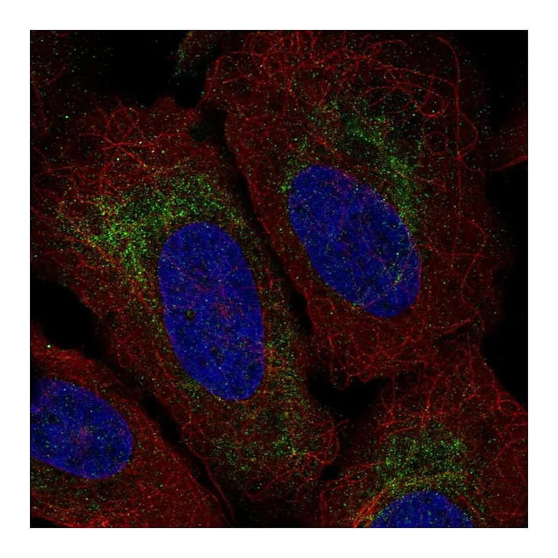 Atlas Antibodies Anti-TMEM185A Antibody
