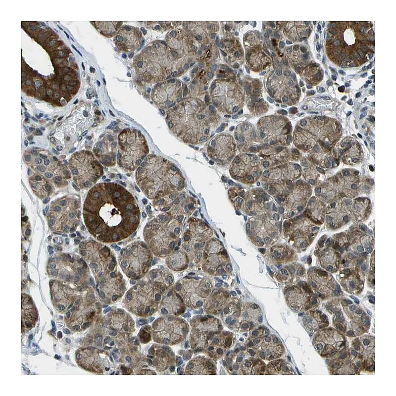 Atlas Antibodies Anti-TMEM19 Antibody